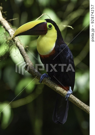 コスタリカやアマゾンのジャングルで見られる愛きょうのあるかわいい野鳥ニショクキムネオオハシ コスタリカやアマゾンのジャングルで見られる愛きょうのあるかわいい野鳥ニショクキムネオオハシ 92874257