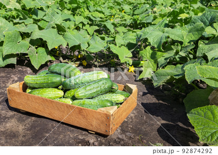 young cucumbers in wooden box on garden young cucumbers in wooden box on garden 92874292