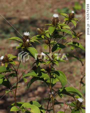 オケラの花（キク科の多年草） 92874398