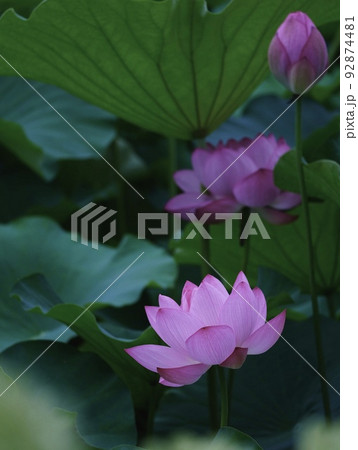 夏美しい蓮の花 夏美しい蓮の花 92874481