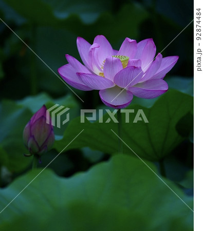夏美しい蓮の花 92874484