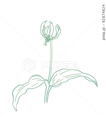 カタクリの線画イラスト カタクリの線画イラスト 92874624