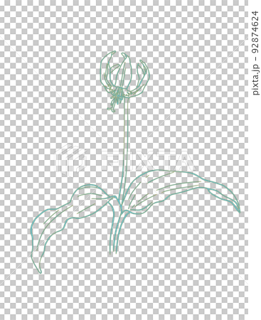 カタクリの線画イラスト カタクリの線画イラスト 92874624