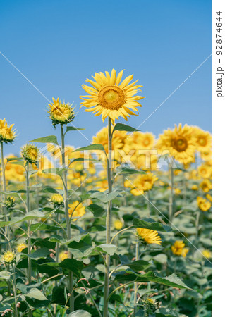 「埼玉県」ヒマワリと夏空　見沼田んぼ 92874644