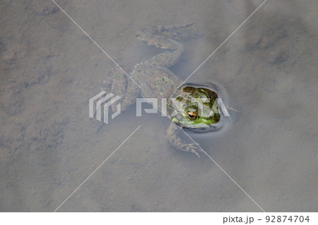 ウシガエルの若い個体 92874704