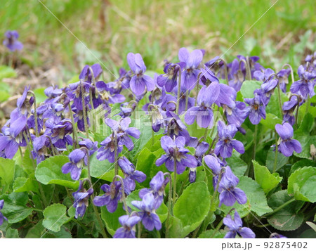Viola reichenbachiana. Viola plant with multicolor flower. Common Violet, Viola tricolor, pansy flowers Viola reichenbachiana. Viola plant with multicolor flower. Common Violet, Viola tricolor, pansy flowers 92875402
