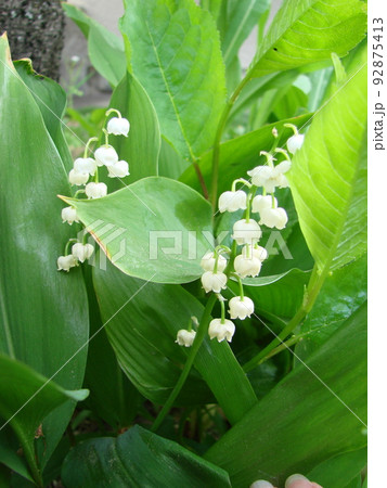 White Flowers of a May lily of the valley. Convallaria 92875413