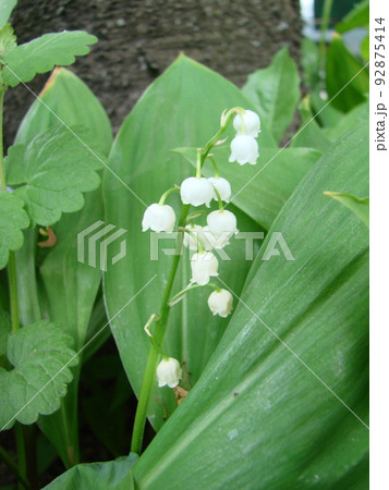 White Flowers of a May lily of the valley. Convallaria 92875414