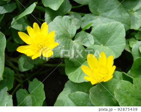 Ficaria verna, commonly known as lesser celandine or pilewort, is a perennial flowering plant in the buttercup family Ranunculaceae Ficaria verna, commonly known as lesser celandine or pilewort, is a perennial flowering plant in the buttercup family Ranunculaceae 92875439