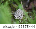 草むらの中のアマガエル 92875444