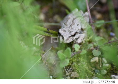 草むらの中のアマガエル 92875446