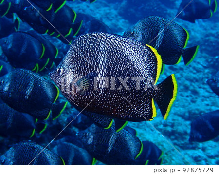 ユウゼン 92875729