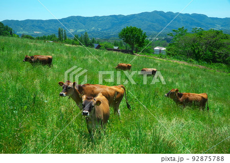 蒜山高原の牧場で放牧中のジャージー牛11 岡山県真庭市 蒜山高原の牧場で放牧中のジャージー牛11 岡山県真庭市 92875788