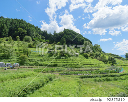アジア、真夏の農村、青空と森に囲まれたさわやかで美しい風景。 92875810