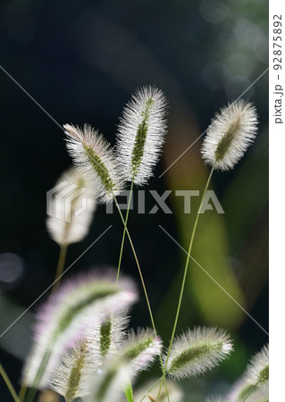 エノコログサ　クローズアップ 92875892