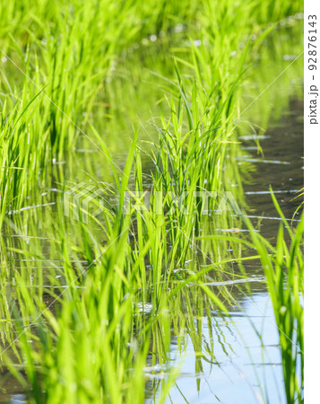 日本の真夏の水田に植えられた稲の苗 92876143