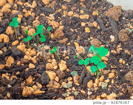 プランターで芽を出したルッコラ 92876167