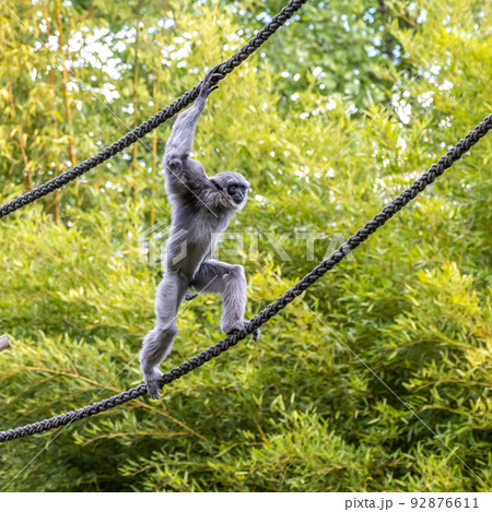 Silvery gibbon, Hylobates moloch in a German park Silvery gibbon, Hylobates moloch in a German park 92876611