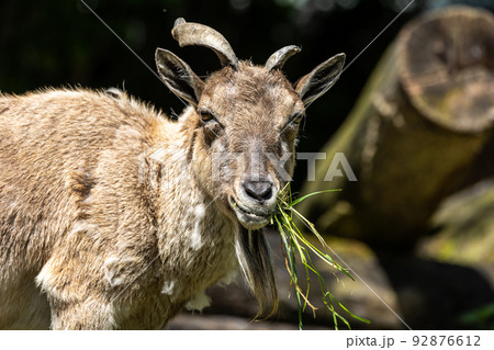 Turkmenian markhor, Capra falconeri heptneri living on the rocks 92876612