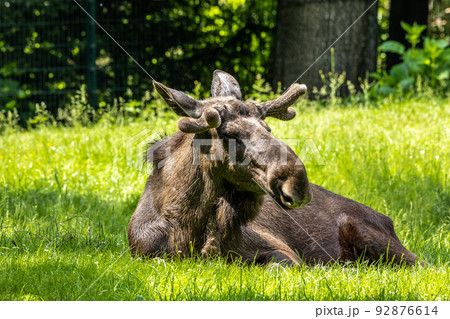 European Moose, Alces alces, also known as the elk European Moose, Alces alces, also known as the elk 92876614