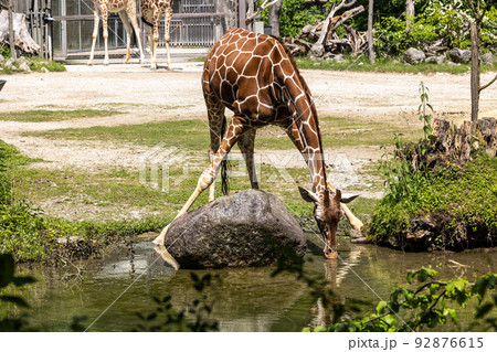The giraffe, Giraffa camelopardalis is an African mammal The giraffe, Giraffa camelopardalis is an African mammal 92876615