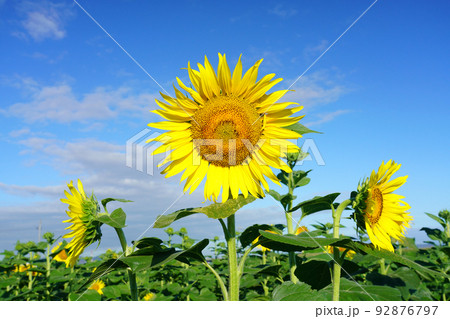 ひまわり9267 92876797