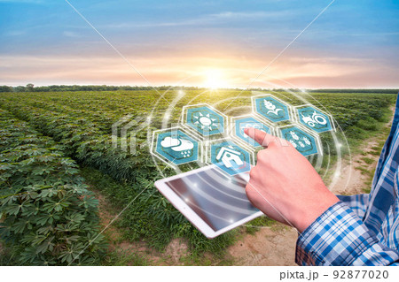 Innovation technology for smart farm system, Agriculture management, Hand holding smartphone with smart technology concept. asian male farmer working in Sugarcane farm To collect data to study. 92877020