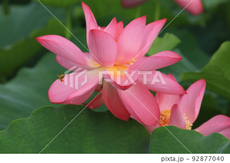 ミツバチと蓮8022 92877040