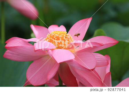 ミツバチと蓮8055 92877041