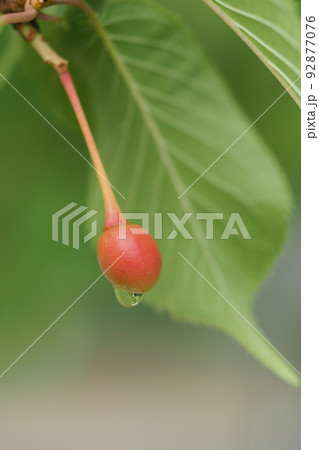 桜の実と水滴と葉 92877076