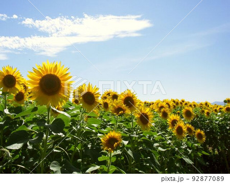 ひまわりと白い雲 92877089