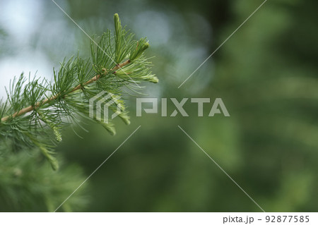 Fresh green larch branches with copy space 92877585