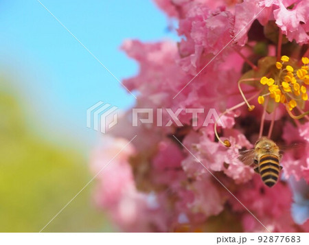 夏空とピンクのサルスベリとミツバチ（百日紅の花の方に飛んで行く蜜蜂の後ろ姿） 92877683
