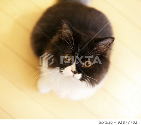 長毛ねこ黒白スコティッシュフォールド 長毛ねこ黒白スコティッシュフォールド 92877702