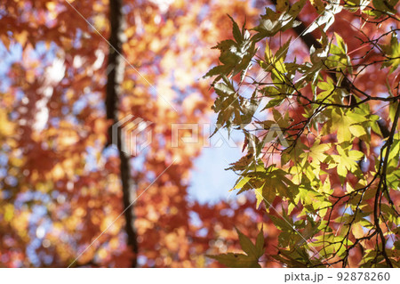 秋の山で色づいた紅葉と見上げた空 92878260