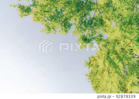 晴れの日の空と青紅葉（2） 92878339