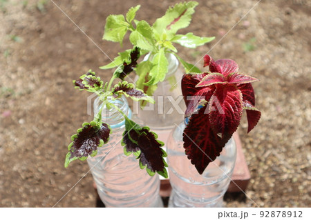 コリウスのペットボトルを使った挿し木 92878912