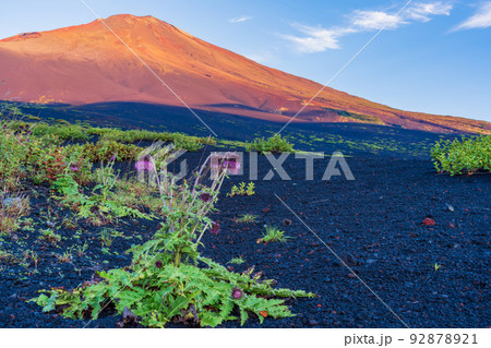 (静岡県)富士山・御殿口登山道のフジアザミ 夜明け (静岡県)富士山・御殿口登山道のフジアザミ 夜明け 92878921
