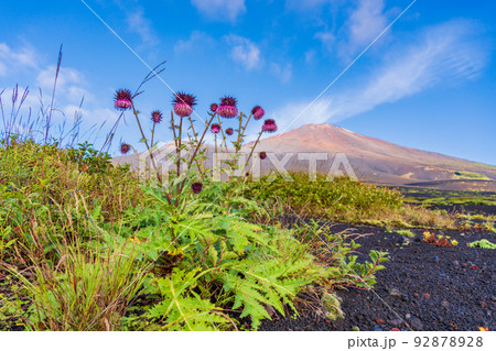(静岡県)富士山・御殿口登山道のフジアザミ 夜明け (静岡県)富士山・御殿口登山道のフジアザミ 夜明け 92878928