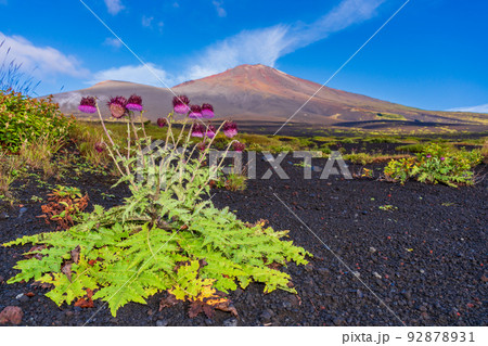 （静岡県）富士山・御殿口登山道のフジアザミ　夜明け 92878931
