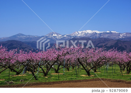 残雪がの春山と満開の桃の花　桃の花と春山 92879069
