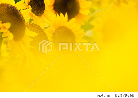 ひまわり ひまわり 92879669