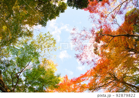 【大阪府】11月・紅葉シーズンの箕面公園 92879822