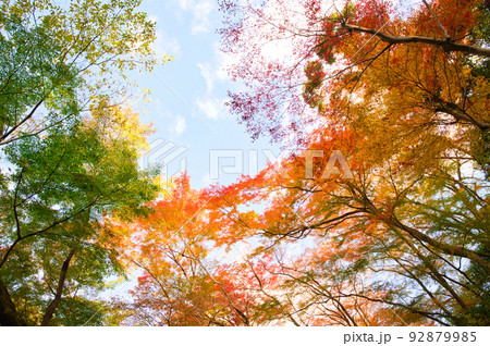 【大阪府】11月・紅葉シーズンの箕面公園 92879985