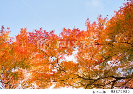【大阪府】11月・紅葉シーズンの箕面公園 92879989