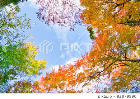 【大阪府】11月・紅葉シーズンの箕面公園 92879990