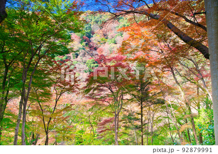 【大阪府】11月・紅葉シーズンの箕面公園 92879991