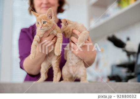 Photo of female vet with cute kittens in animal hospital Photo of female vet with cute kittens in animal hospital 92880032