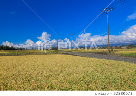 収穫時期を迎えた、田んぼの稲 収穫時期を迎えた、田んぼの稲 92880073