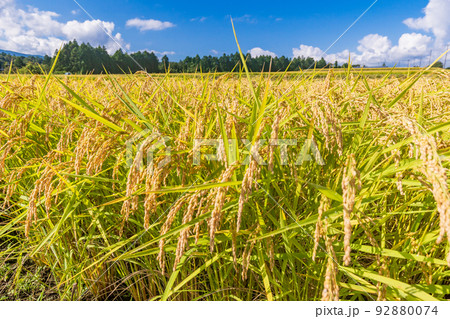 収穫時期を迎えた、田んぼの稲 92880074